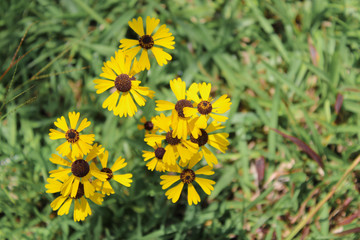 Wild Southern Field Daisies