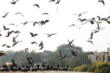 Pegions in the city street, pegions or doves inhabited the city street, pegions is the symbol of...