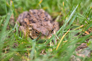 frog - brown toad hidden in the grass