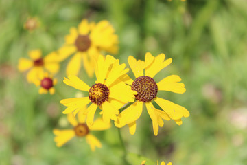 Wild Southern Field Daisies