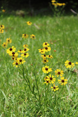 Wild Southern Field Daisies