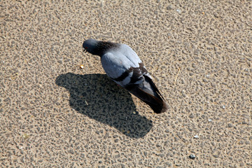 Pegions in the city street, pegions or doves inhabited the city street, pegions is the symbol of...