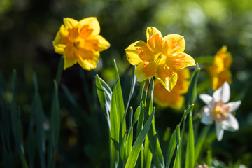 Yellow daffodils in spring garden