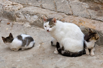 Domestic cat with small kitties in moroccan Medina quarter.