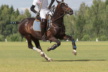 Horse polo player with a mallet in action on turf, portrait closeup