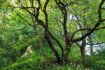 View of the beautiful green trees in the park.