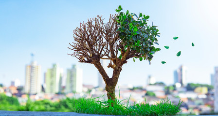 Bonsai Tree Dying In Urban City Climate Change CO2 Emissions Concept copy