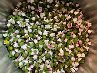 Gänseblümchenblüten im Topf (für Gänseblümchenmarmelade) © Tanja