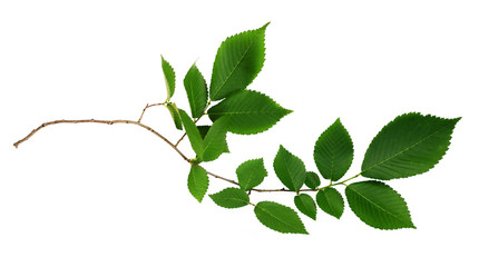 Fototapeta premium Branch of fresh green elm-tree leaves