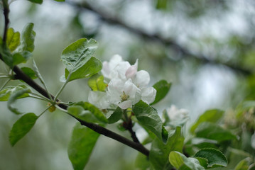 blooming apple tree