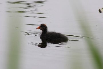 The bird coots in the spring © moniadk