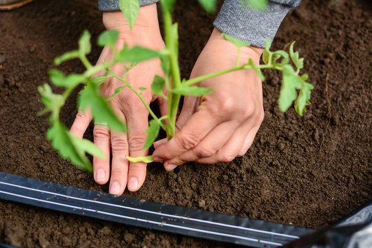 Close up of planting tomato seedling in soil in greenhouse. planting a tomatoes seedling.