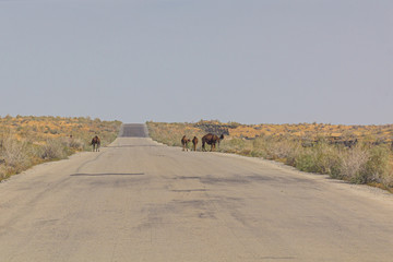 Camels on a road through Karakum desert between Ashgabat and Konye-Urgench, Turkmenistan
