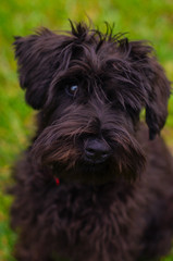 A black puppy. Black schnauzer, green background