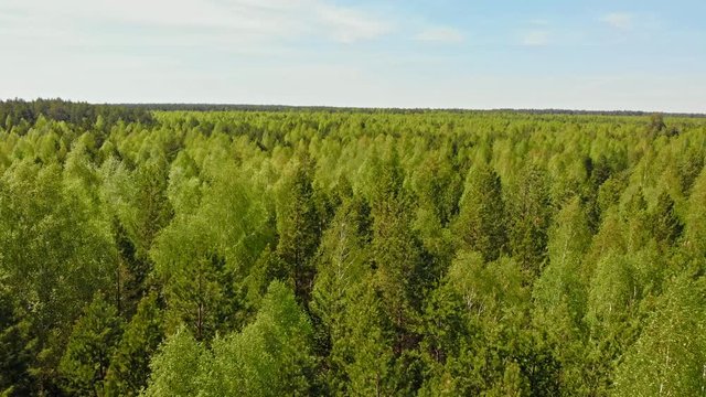 A huge thicket of coniferous green forest while summer