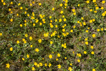 Yellow buttercups in the meadow