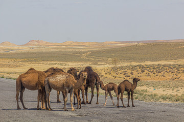 Camels on a road through Karakum desert between Ashgabat and Konye-Urgench, Turkmenistan