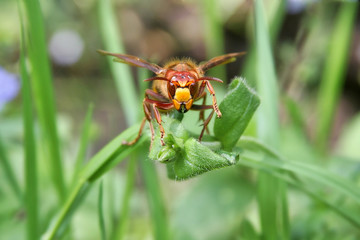 a hornet on a leaf closeup