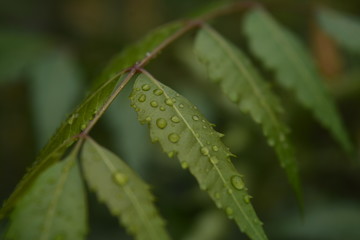 water drops on a leaf