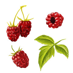 Set of raspberries and leaves, Hand drawn