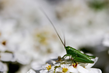 Sharp and vivid close up of great green bush cricket grasshopper insect on white candytuft flower on a sunny summer day, with space for copy