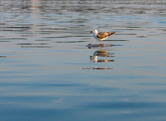 Seagull bird standing and feeding on a floating dead fish in the middle of Lake Balaton