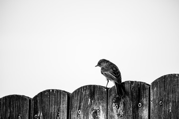 Artistic minimal high contrast monochrome grayscale image of a sparrow on a fence with space for...