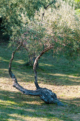 The beautiful island of Skiathos, Greece.