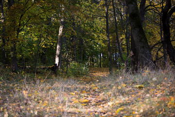 Autumn forest in Ukraine, trees, colorful leaves, beautiful view