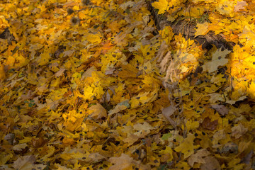 Autumn forest in Ukraine, trees, colorful leaves, beautiful view