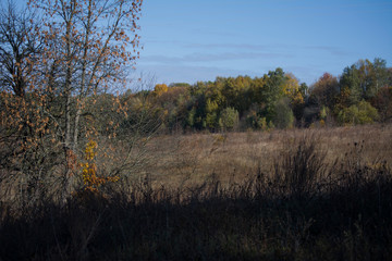 Autumn forest in Ukraine, trees, colorful leaves, beautiful view