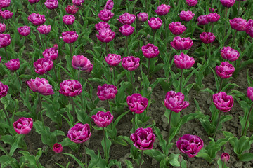Field of violet, lilac bright multi-leaf varietal tulips in a botanical garden or city park.