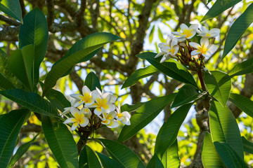 Blooming frangipani and textured leaves in backlight, Hope Island, Queensland, Australia