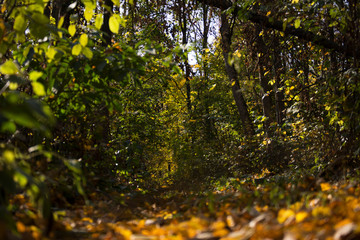 Deep in the autumn forest, the beauty of the forest, autumn in the forest
