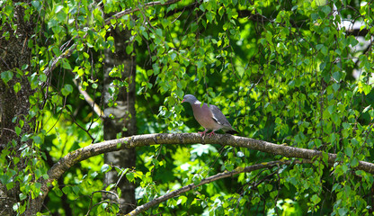 A lone pigeon sitting on a bright green tree. Bright summer day. The concept of birds and the environment.