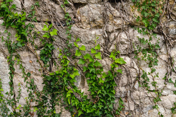 Old medieval wall overgrown with ivy
