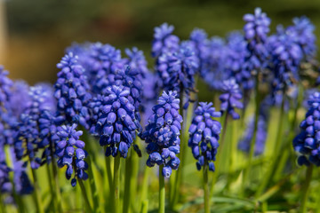 Ornamental garden plant Muscari, commonly known as grape hyacinth or bluebells, bluebonnets. Bright blue erected blooming pillars. Green foliage background. Estonia, Baltic, Rurope