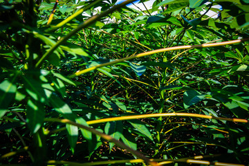 Dew drops on cassava leaves in the morning