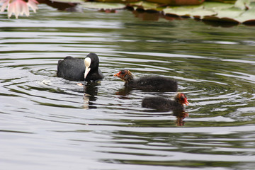 The bird coots in the spring © moniadk