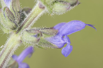 Salvia officinalis sage medium sized plant with intense blue flowers with glandular hairs on...