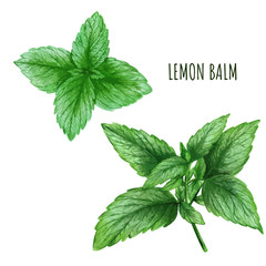 Watercolor lemon balm leaves, tea plant, hand drawn - obrazy, fototapety, plakaty