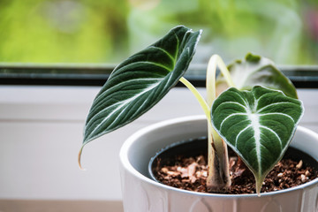 Close-up on velvety leaves of alocasia reginula plantlet in a white pot on a window sill. Exotic...
