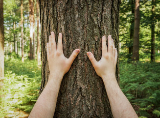 hands and arms hugging and touching a tree trunk to be closer to nature in an ecology and...