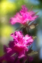 Fototapeta na wymiar Dreamy Pink Azalea Flower