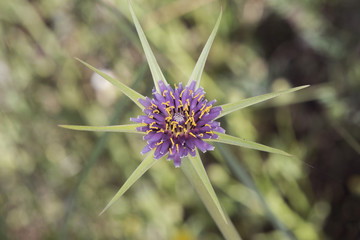 Tragopogon porrifolius purple or common salsify flower of good size in star shape with center of...