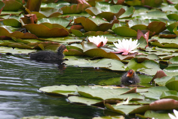 Fototapete bei efototapeten.de bestellen   