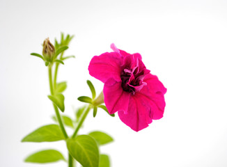 flower pink Petunia beautiful closeup on white background with pink petals, green stem and green leaves