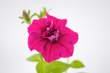 flower pink beautiful Petunia close up on white background rose petals green stem