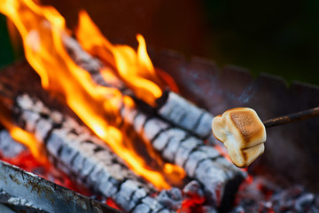 White Marshmallows on sticks are being grilled over the fire flames. Marshmallows are roasted on bonfire