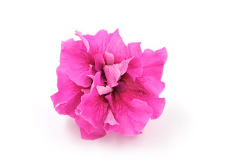 pink flower beautiful Petunia close up on white background rose petals